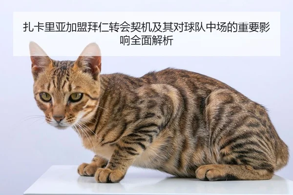 扎卡里亚加盟拜仁转会契机及其对球队中场的重要影响全面解析
